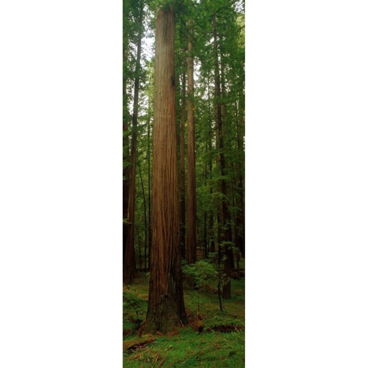 Giant Redwood Trees Ave Of The Giants Redwood National Park Northern Ca Poster Print (18 X 6)
